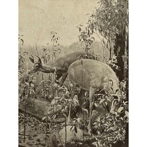 Vintage 1936 RPPC Ephemera Postcard White Tailed Deer Museum Natural History SEE